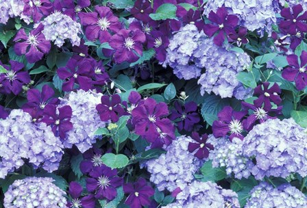 Hydrangea And Clematis, Issaquah, Washington by Darrell Gulin / Danita Delimont art print