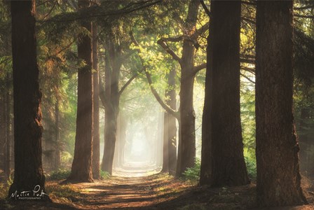 Fresh Green Forest by Martin Podt art print