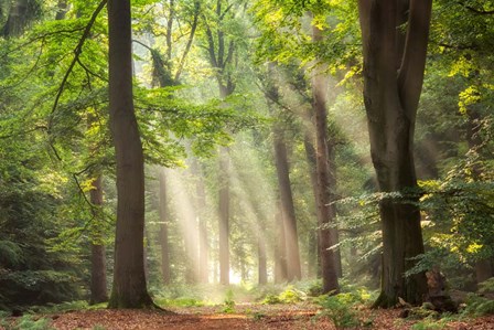 A Touch of Glory by Lars Van De Goor art print