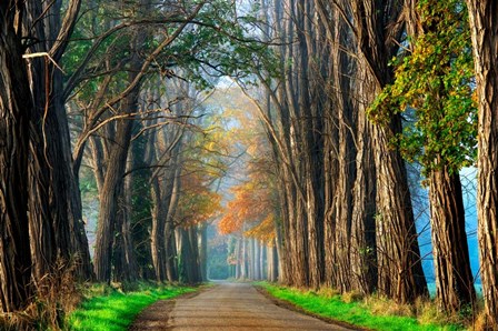 Acacias in Autumn by Lars Van De Goor art print