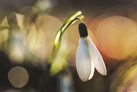 Snowdrops III by Martin Podt art print