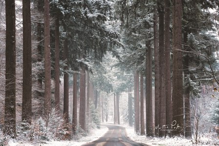 Pines in Winter Dress by Martin Podt art print