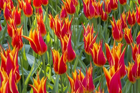 Keukenhof Gardens Netherlands by Tom Norring / Danita Delimont art print