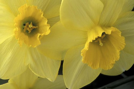 Cache Valley Daffodils, Utah by Scott T. Smith / Danita Delimont art print