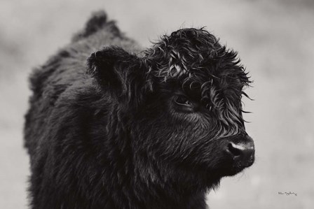 Scottish Highland Cattle XI BW by Alan Majchrowicz art print