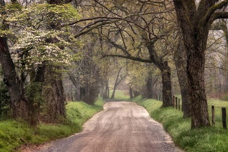 Nature Trail Walks by Andy Amos art print