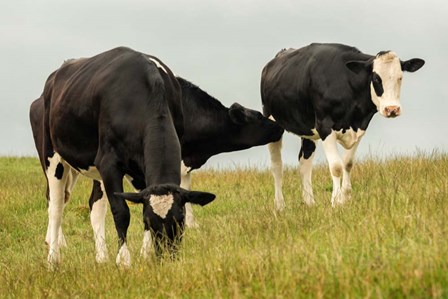 Country Cows by Andy Amos art print