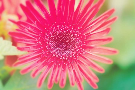 Pink Gerbera by Susan Bryant art print