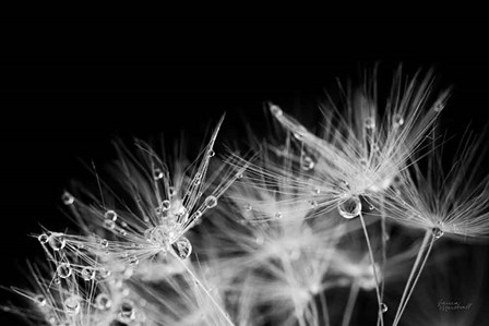 Dandelion Dewdrops II by Laura Marshall art print