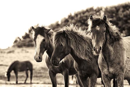 Horses Three Sepia by Aledanda art print