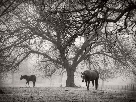 Morning Calm II BW by Debra Van Swearingen art print