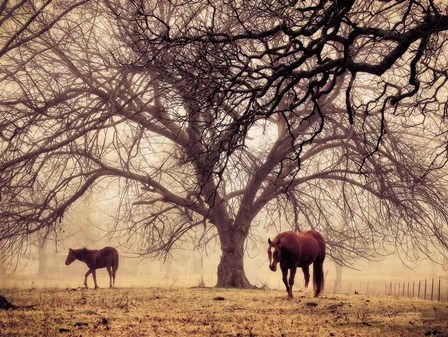 Morning Calm II by Debra Van Swearingen art print