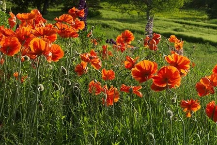 Shampers Bluff Poppies by Jaynes Gallery / Danita Delimont art print