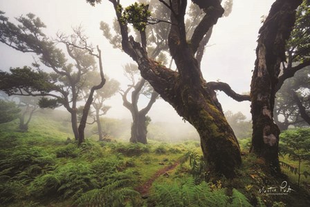 Perfect Quietness by Martin Podt art print