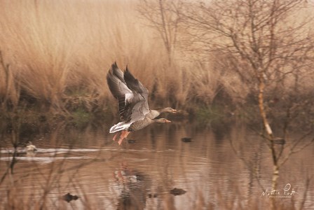 Fly Away by Martin Podt art print