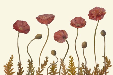 Coral Poppy Display II by Sandra Iafrate art print