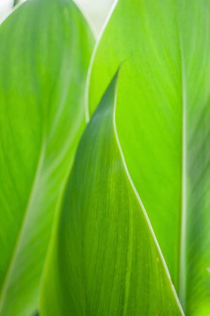 Canna Leaf Close-Up 1 by Anna Miller / Danita Delimont art print