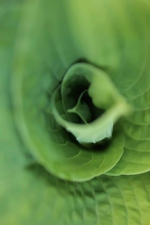 Hosta Leaf Detail 1 by Anna Miller / Danita Delimont art print