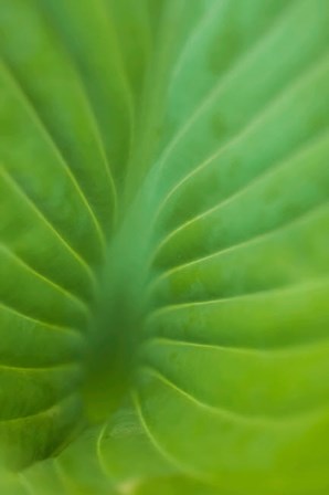 Hosta Leaf Detail 3 by Anna Miller / Danita Delimont art print