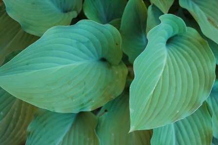 Hosta Leaf Detail 5 by Anna Miller / Danita Delimont art print