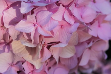 Pink Hydrangea Blossom 1 by Anna Miller / Danita Delimont art print