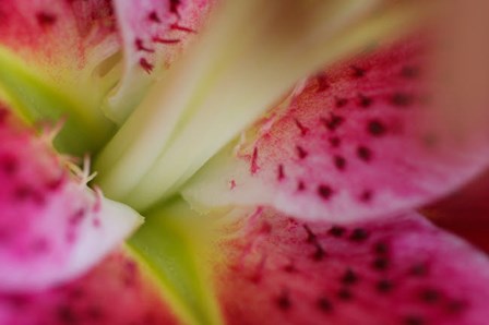 Stargazer Lily 3 by Anna Miller / Danita Delimont art print