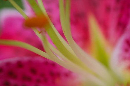 Stargazer Lily 4 by Anna Miller / Danita Delimont art print