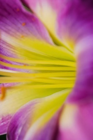 Pink Daylily 1 by Anna Miller / Danita Delimont art print