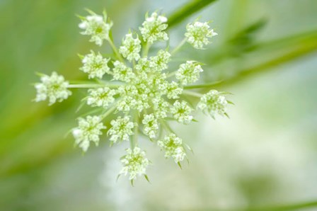 Queen Anne&#39;s Lace Flower 2 by Anna Miller / Danita Delimont art print