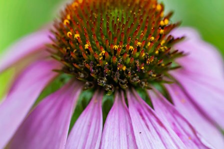 Pink Coneflower by Anna Miller / Danita Delimont art print