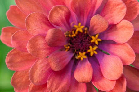 Zinnia Blossom 1 by Anna Miller / Danita Delimont art print