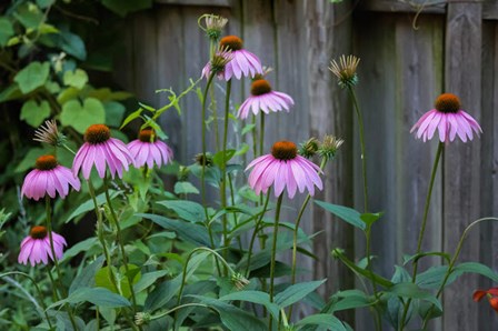 Purple Coneflowers 2 by Anna Miller / Danita Delimont art print