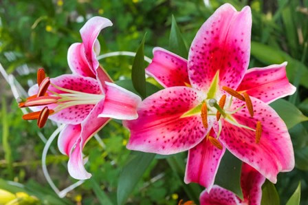 Magenta Stargazer Lily by Anna Miller / Danita Delimont art print