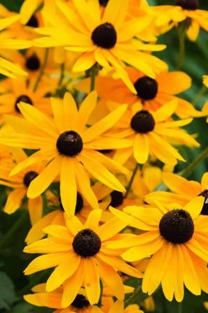 Black-Eyed Susan Flowers 2 by Anna Miller / Danita Delimont art print