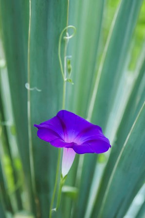 Purple Morning Glory by Anna Miller / Danita Delimont art print