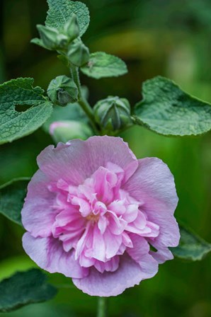 Pink Hollyhock by Anna Miller / Danita Delimont art print