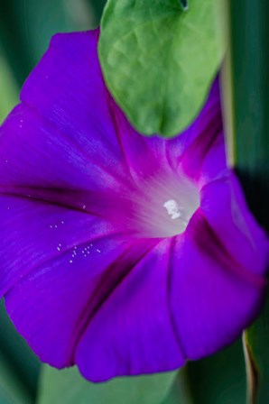 Purple Morning Glory by Anna Miller / Danita Delimont art print