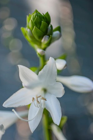 Hosta Bloom by Anna Miller / Danita Delimont art print