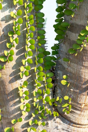 Madagascar Spiny Forest, Anosy - Ocotillo Plants With Leaves Sprouting From Their Trunks by Ellen Goff / Danita Delimont art print