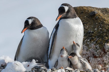 Antarctica, Antarctic Peninsula, Brown Bluff Gentoo Penguin With Three Chicks by Yuri Choufour / DanitaDelimont art print