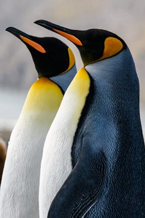 South Georgia Island, St Andrews Bay King Penguins by Yuri Choufour / DanitaDelimont art print