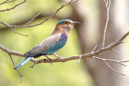 India, Madhya Pradesh, Bandhavgarh National Park Portrait Of An Indian Roller by Ellen Goff / Danita Delimont art print