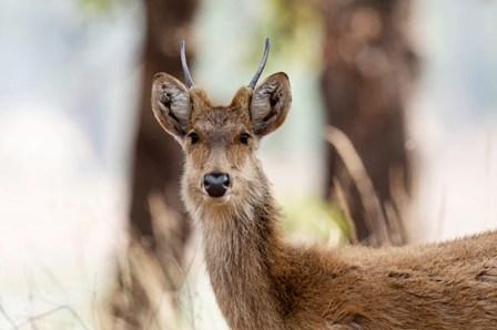 India, Madhya Pradesh, Kanha National Park Headshot Of A Young Male Barasingha by Ellen Goff / Danita Delimont art print