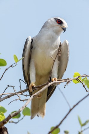 India, Madhya Pradesh, Kanha National Park Portrait Of A Black-Winged Kite On A Branch by Ellen Goff / Danita Delimont art print