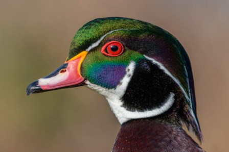 Vancouver, Reifel Bird Sanctuary, Wood Duck Drake Portrait by Yuri Choufour / DanitaDelimont art print