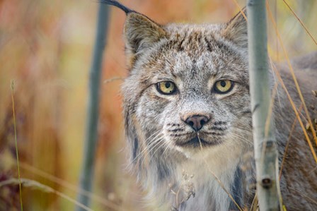 Yukon, Whitehorse, Captive Canada Lynx Portrait by Yuri Choufour / DanitaDelimont art print