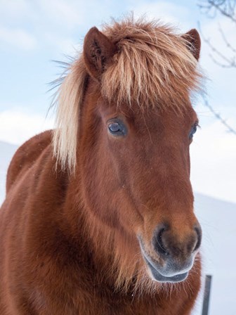 Icelandic Horse In Fresh Snow by Martin Zwick / Danita Delimont art print