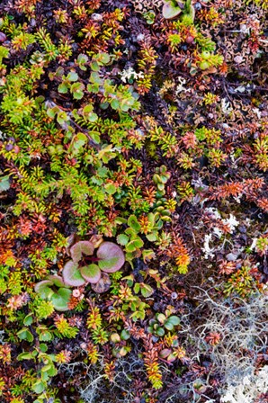 Greenland Qeqertaq Dwarf Birch, Lichen, And Large Flowered Wintergreen by Inger Hogstrom / Danita Delimont art print