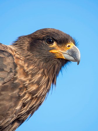 Adult With Typical Yellow Skin In Face Striated Caracara Or Johnny Rook, Falkland Islands by Martin Zwick / Danita Delimont art print