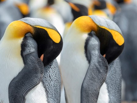 King Penguin On Falkland Islands 1 by Martin Zwick / Danita Delimont art print